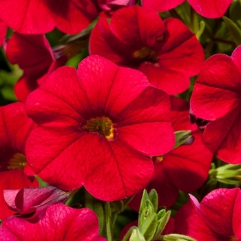 Calibrachoa hybrid - Cruze™ Red