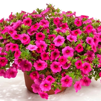 Calibrachoa hybrid - Cruze™ Rose