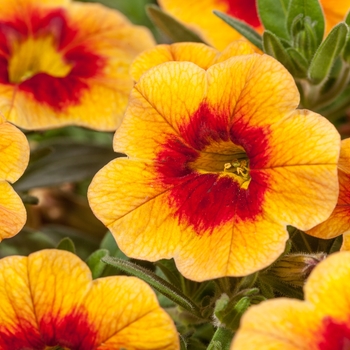 Calibrachoa hybrid - Cruze™ Yellow w/Red Eye