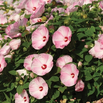Hibiscus moscheutos - Luna&trade; Pink Swirl