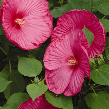 Hibiscus moscheutos - Luna&trade; Rose