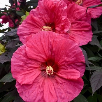 Hibiscus (Rose Mallow) - Summerific® 'Evening Rose'