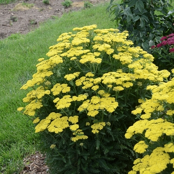 Achillea - 'Firefly Sunshine' Yarrow