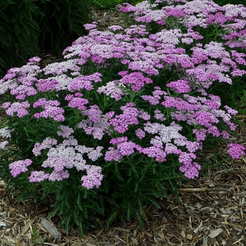 Achillea hybrid - 'Firefly Amethyst'