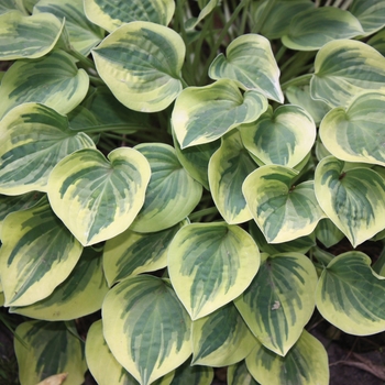 Hosta 'Cameo' - Plantain Lily