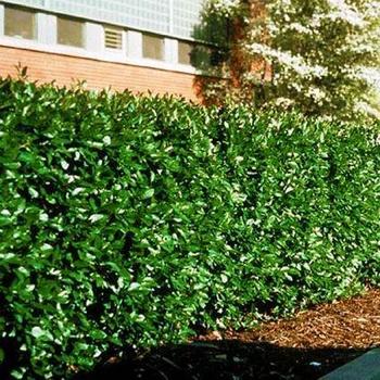 Cotoneaster acutifolius var. lucidus (Peking cotoneaster) - Peking cotoneaster