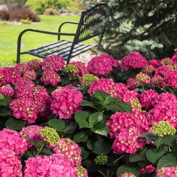 Hydrangea macrophylla - 'Summer Crush®' Bigleaf Hydrangea