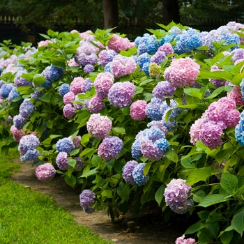 Hydrangea macrophylla 'BAILMACFIVE' - The Original®
