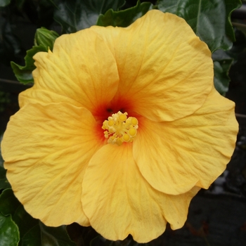 Hibiscus rosa-sinensis - Tradewinds™ Tahiti Wind