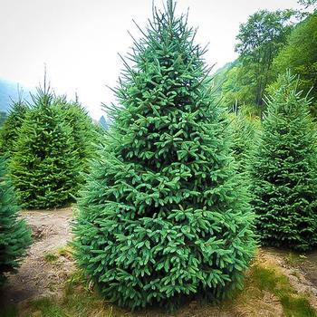 Picea glauca - Black Hills Spruce