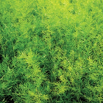 Asparagus densiflorus 'Sprengeri' (Asparagus Fern) - Proven Accents® Sprengeri