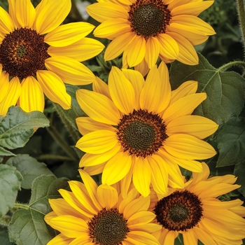 Helianthus hybrid - Suncredible® Yellow