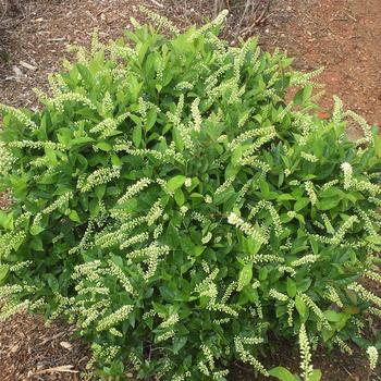 Itea virginica 'Bailteaone' PP31318 (Sweetspire) - Love Child® Sweetspire