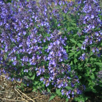 Nepeta x faassenii (Catmint) - 'Junior Walker™'