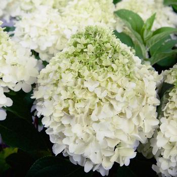 Hydrangea paniculata - 'White Wedding'