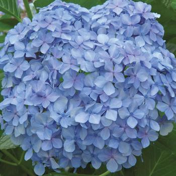 Hydrangea macrophylla - 'Big Daddy'
