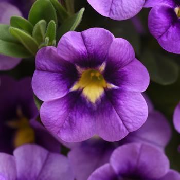 Calibrachoa hybrida - 'Bumble Bee Blue'