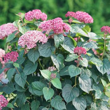 Hydrangea arborescens - 'Invincibelle Garnetta®' Smooth Hydrangea