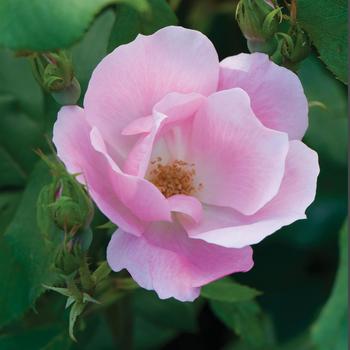 Rosa 'Radyod' PP14700, CPBR 2045 (Shrub Rose) - Knock Out&reg; Blushing