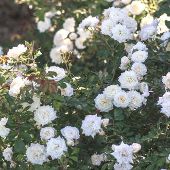 Rosa 'Meizorland' PP28054, CPBR 5592 - White Drift&reg;