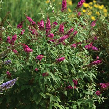 Buddleia 'CranRazz' - 'CranRazz' Butterfly Bush