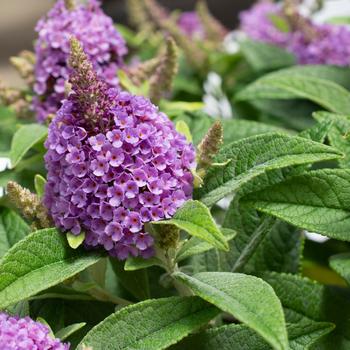 Buddleia davidii 'Buddaplav' PPAF (Butterfly Bush) - Dapper&reg; Lavender