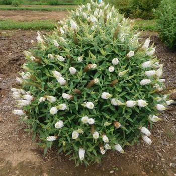 Buddleia davidii 'Dapconwhi' PPAF (Butterfly Bush) - Dapper&trade; White