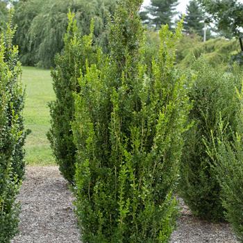 Buxus x - 'Highlander' 