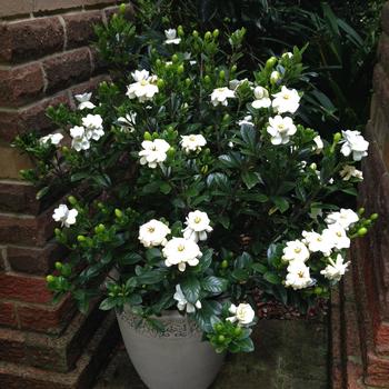 Gardenia jasminoides - 'Buttons'