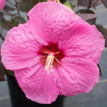 Rose Mallow - Head Over Heels&reg; Passion