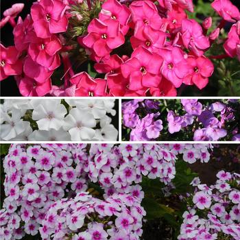 Phlox paniculata - Garden Phlox