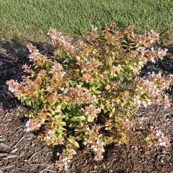 Abelia hybrid 'SRPabeper' PP30954 - Peach Perfection®