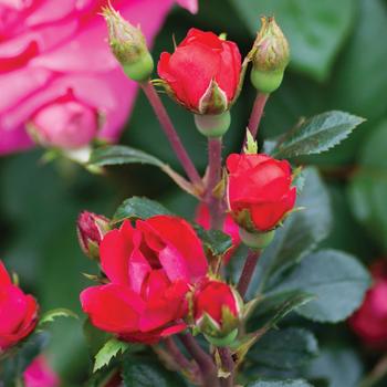 Rosa 'Radral' - Knock Out&reg; Petite