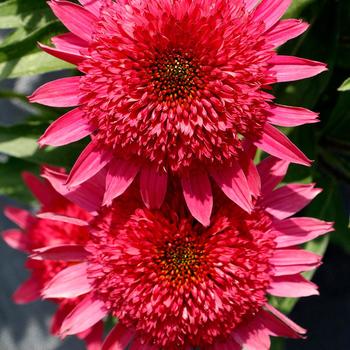 Echinacea hybrid - 'Giddy Pink'