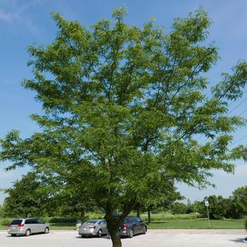 Gleditsia triacanthos var. inermis 'Skycole' (Honeylocust) - Skyline&reg; Honeylocust