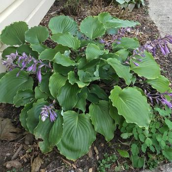 Hosta 'Marilyn Monroe' - Plantain Lily