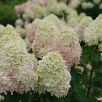 Hydrangea paniculata - 'Limelight Prime®'