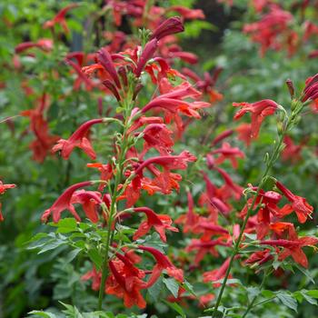 Tecomaria - Cape Honeysuckle Red