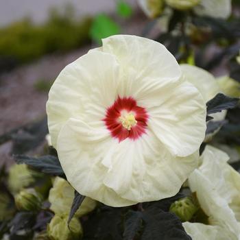 Hibiscus (Rose Mallow) - Summerific® 'French Vanilla'