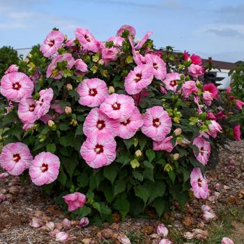 Hibiscus (Rose Mallow) - Summerific® 'Spinderella'