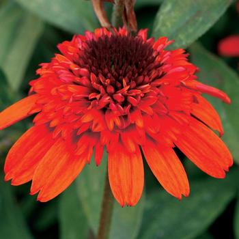 Echinacea hybrida - 'Moab Sunset'