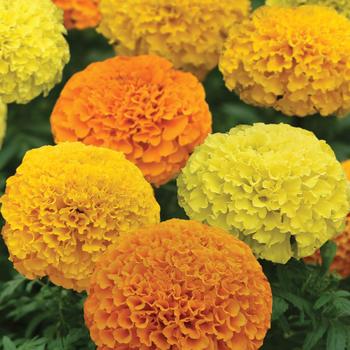 Tagetes erecta - Marvel II™ Series