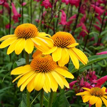 Echinacea (Coneflower) - Sombrero® 'Lemon Yellow'