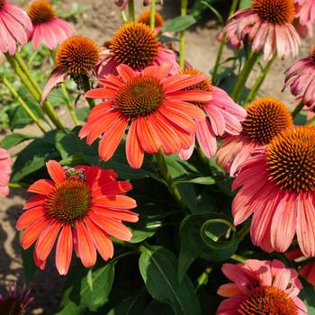 Echinacea (Coneflower) - Sombrero® 'Tango Tangerine'