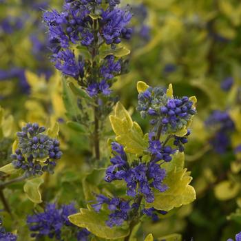 Caryopteris x clandonensis - 'Gold Crest' Bluebeard