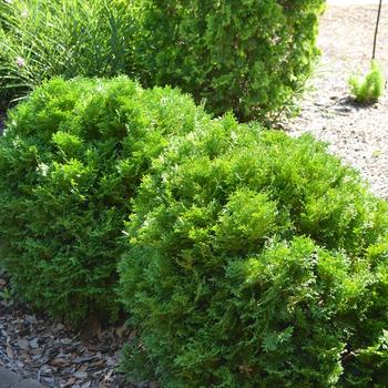Thuja occidentalis 'Bobazam' 'Bobazam' (Arborvitae) - Mr. Bowling Ball&reg; Arborvitae