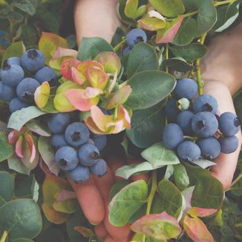 Vaccinium (Blueberry) - Bushel and Berry™ Peach Sorbet&reg;