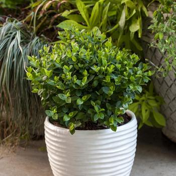 Petite Blueberry Bush - Bushel and Berry&reg; Southern Bluebelle&trade;