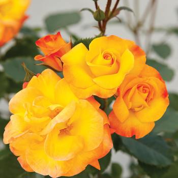 Rosa 'Korhesanwes' PP34043 - Veranda® Fiesta