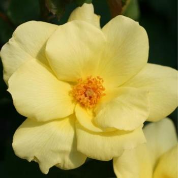 Rosa 'Radsun' PP13063, CPBR2043 (Rose) - Carefree Sunshine&trade; Rose